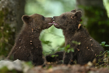Cute Bear Cubs Kissing Each Other in Forest © PetrDolejsek
