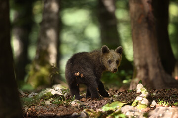 Fototapeta premium Young Bear Cub Looking Back in Forest