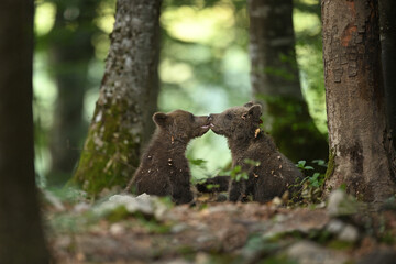 Cute Bear Cub Siblings Kissing in Forest © PetrDolejsek