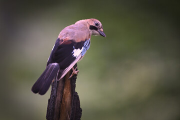 Eurasian Jay with Soft Earthy Colors Perched on Tree Stump