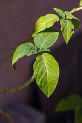 The rose has faded in the garden