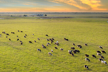 Milk cows grazing on grass pasture at industrial farm. Production of organic dairy products. Feeding of cattle on farmland grassland