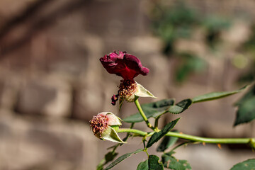 The rose has faded in the garden