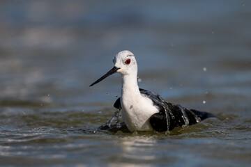A black-winged stilt bathing in a lagoon