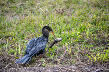 Adult anhinga feeding on a fish it has caught in a florida marsh