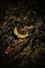 A mushroom is sitting on the ground in a dark, muddy area