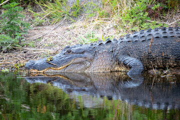 American Aligar in Florida Marsh