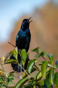 Boat-tailed Grackle in a Florida Marsh