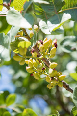 Close-up grafting site of pistachios tree, plant grafting and plant care in the garden