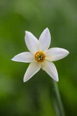 white flower in the garden