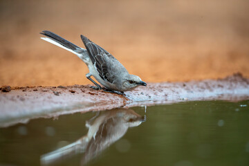 Northern Mockingbird near water in Texas
