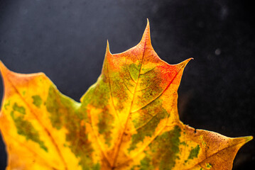Vibrant autumn maple leaf with green and red hues on a dark background