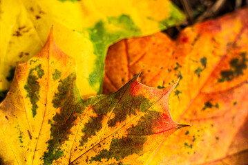 Autumn leaves close-up with vibrant colors and detailed textures