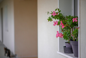 Potted plants on windowsill with blooming pink flowers outdoors