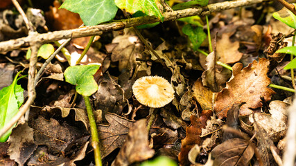 Mushroom in a forest in northern Spain.