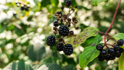 Blackberries in a forest in northern Spain.