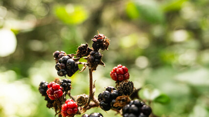 Blackberries in a forest in northern Spain.