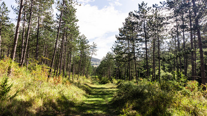 Beautiful forest in the north of Spain