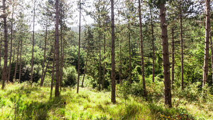Beautiful forest in the north of Spain