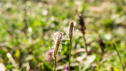 Beautiful plants in a forest in northern Spain.