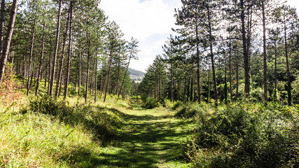 Beautiful forest in the north of Spain