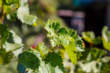 Fototapeta premium Grapes in the courtyard of the house at the end of the season