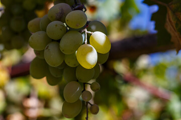 Grapes in the courtyard of the house at the end of the season