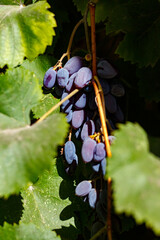 Grapes in the courtyard of the house at the end of the season