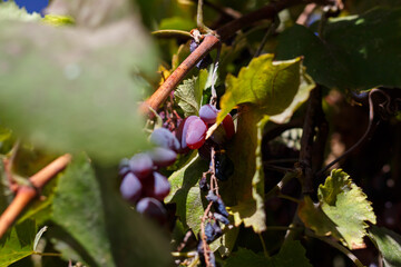 Grapes in the courtyard of the house at the end of the season