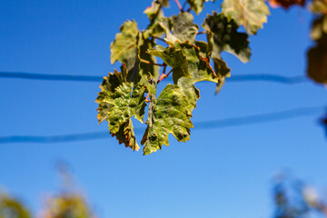 Grapes in the courtyard of the house at the end of the season