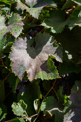 Grapes in the courtyard of the house at the end of the season