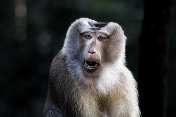 A close-up of a macaque monkey with an expressive face, captured in a natural setting. The detailed fur and vibrant eyes highlight the curious and alert nature of this fascinating animal.