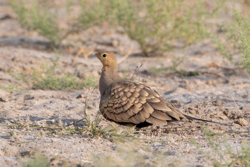chestnut-bellied sandgrouse or Pterocles exustus at desert national park, India