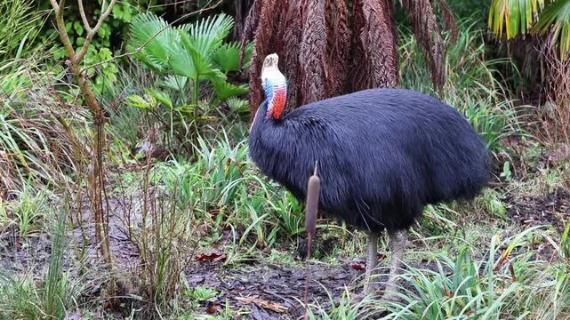 Southern cassowary (Casuarius casuarius) 4K Video
