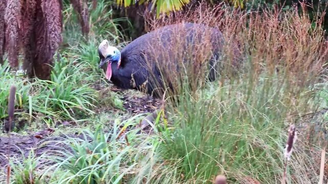 Southern cassowary (Casuarius casuarius) 4K Video