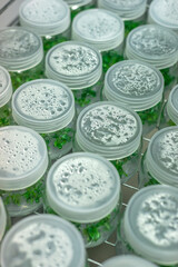 Genetic experiments plant in the lab.