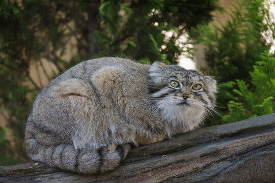 マヌルネコ -pallas's cat-