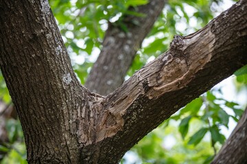 Horse chestnut leafs with bleeding cancer desease