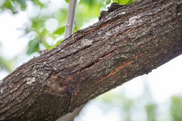 Horse chestnut leafs with bleeding cancer desease