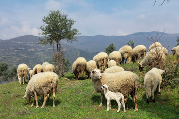 Obraz premium Ewe sheep -ovis aries- nursing two lambs, standing in a field with other sheep in the background