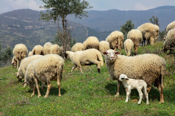 Ewe sheep -ovis aries- nursing two lambs, standing in a field with other sheep in the background
