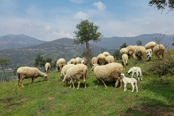 Ewe sheep -ovis aries- nursing two lambs, standing in a field with other sheep in the background