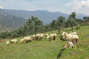 Fototapeta premium Ewe sheep -ovis aries- nursing two lambs, standing in a field with other sheep in the background