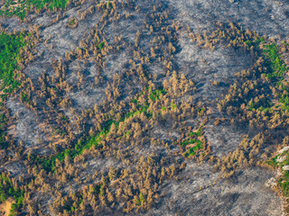 Aerial view of forest trees regrowing after forest fire. Turkey, izmir