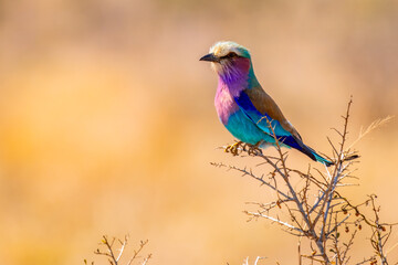 Lilac breasted roller, in Kruger National Park, South Africa