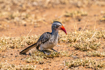 The red-billed hornbill, in South Africa