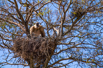 Cape vulture, or Cape griffon, Kruger National Park, South Africa