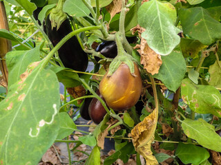 Eggplant leaf miner worm Tuta absoluta destroyed on green tomato leaf. eggplant pest insect and...