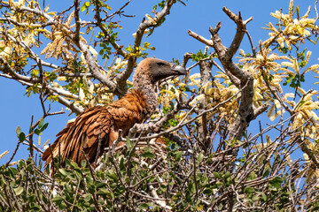 Cape vulture, or Cape griffon, Kruger National Park, South Africa