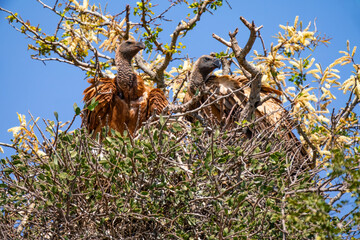 Cape vulture, or Cape griffon, Kruger National Park, South Africa